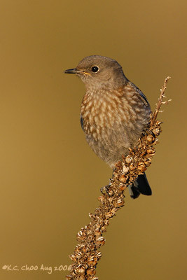 Western Bluebird
