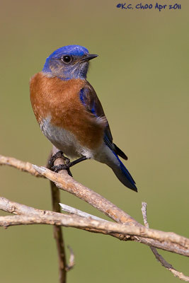 Western Bluebird
