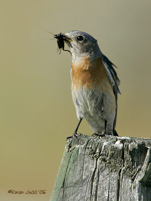Western Bluebird