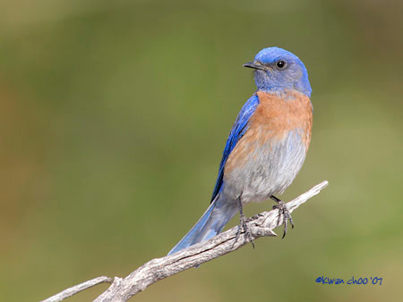 Western Bluebird