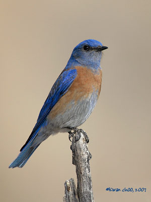Western Bluebird