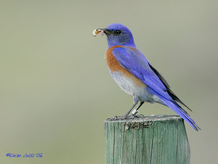 Western Bluebird