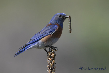 Western Bluebird