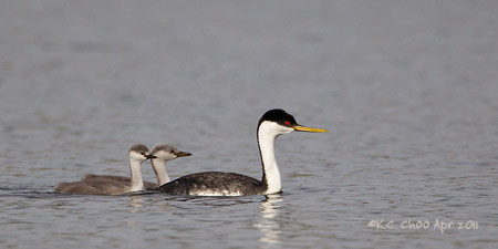 Western Grebe