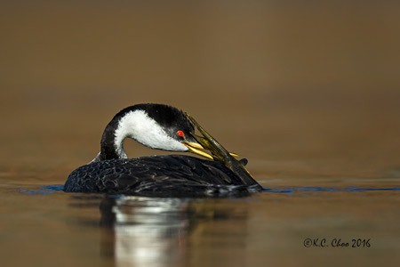 Western Grebe