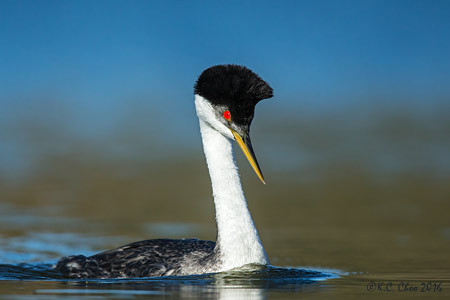 Western Grebe