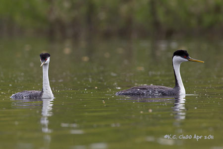 Western Grebe