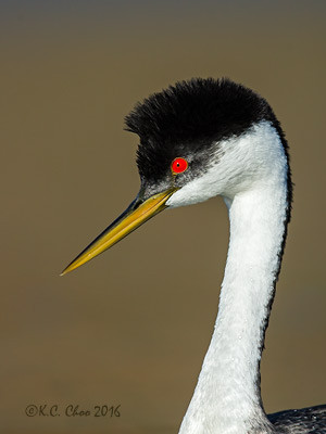 Western Grebe