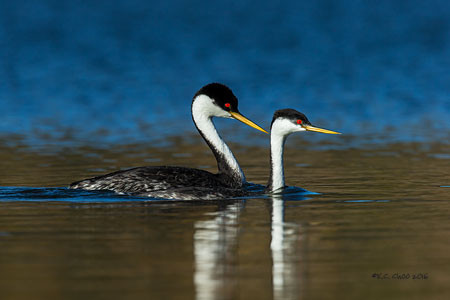 Western Grebe