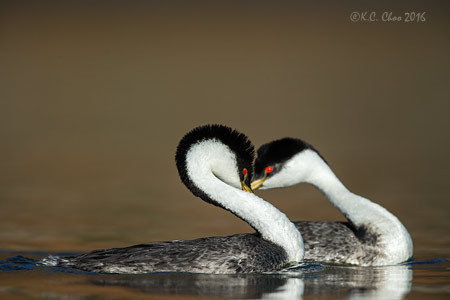 Western Grebe