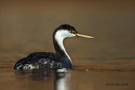 Western Grebe