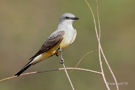 Western Kingbird