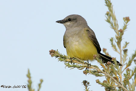 Western Kingbird