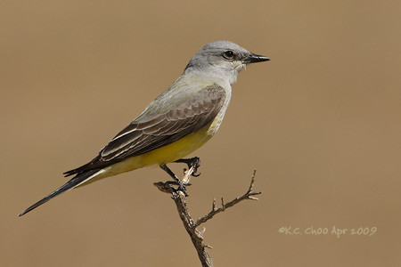 Western Kingbird