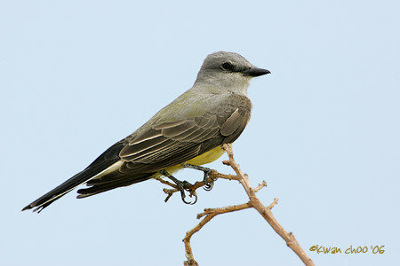 Western Kingbird
