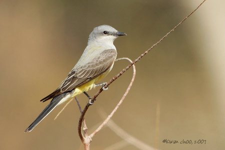 Western Kingbird