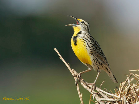 Western Meadowlark
