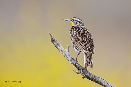 Western Meadowlark