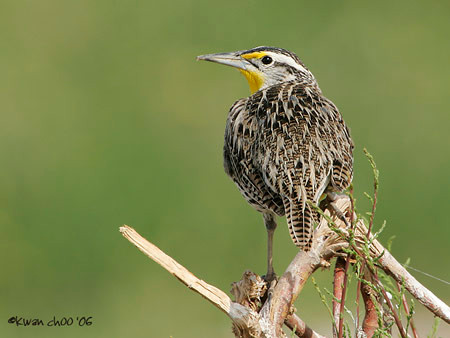 Western Meadowlark