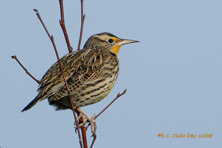 Western Meadowlark