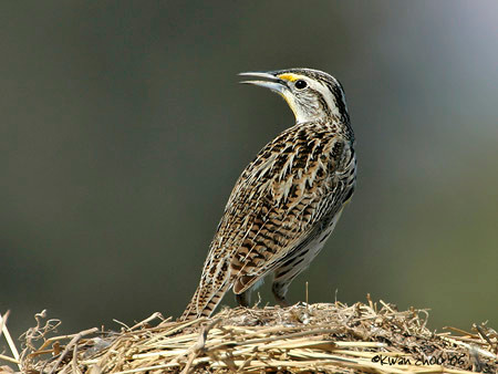 Western Meadowlark