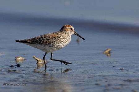 Western Sandpiper