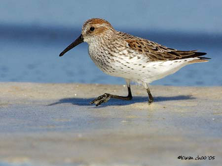 Western Sandpiper