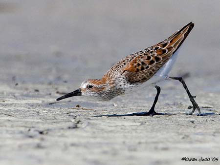 Western Sandpiper