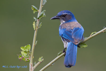 Western Scrub-Jay
