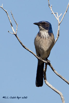Western Scrub-Jay