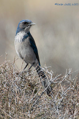 Western Scrub-Jay