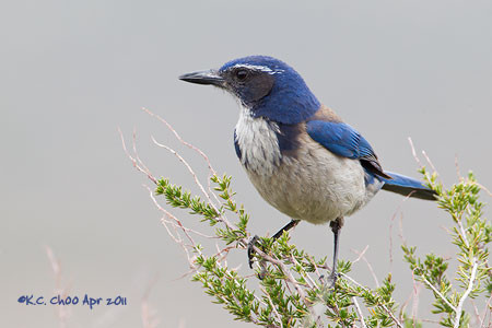 Western Scrub-Jay