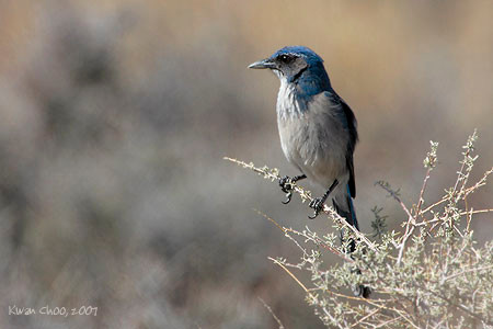 Western Scrub-Jay