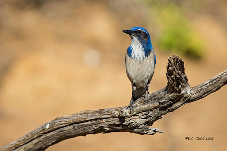 Western Scrub-Jay