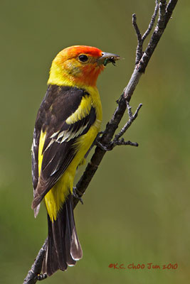 Western Tanager