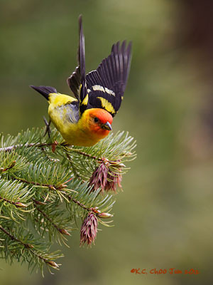 Western Tanager