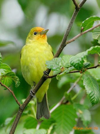 Western Tanager
