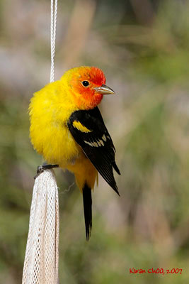Western Tanager
