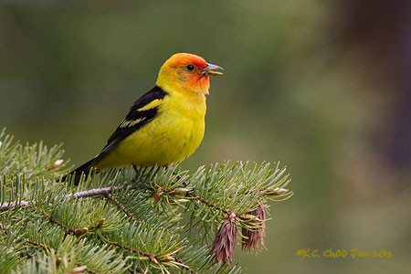Western Tanager