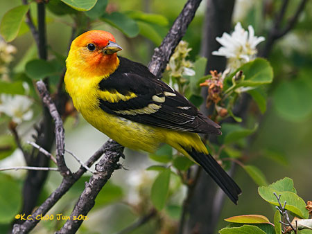 Western Tanager