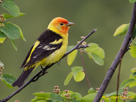 Western Tanager