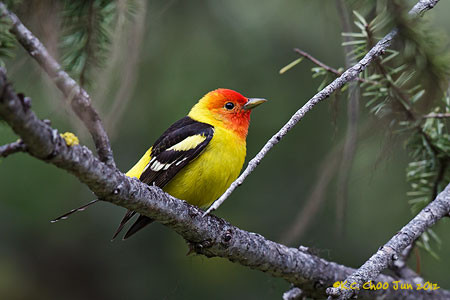 Western Tanager