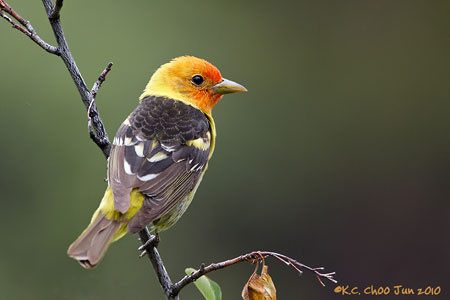 Western Tanager