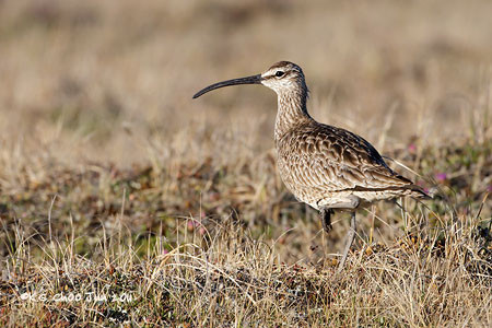 Whimbrel