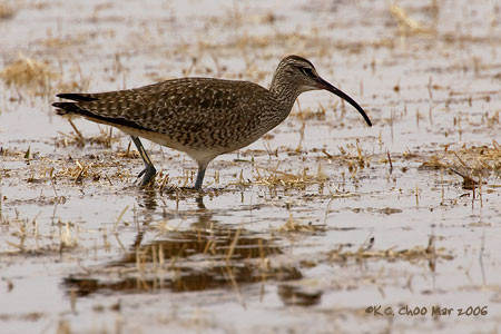 Whimbrel