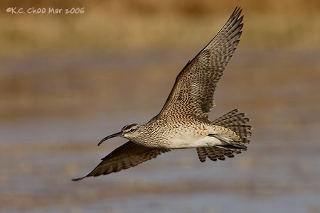 Whimbrel