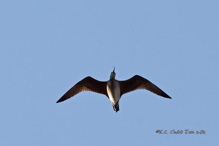 Whimbrel