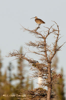 Whimbrel