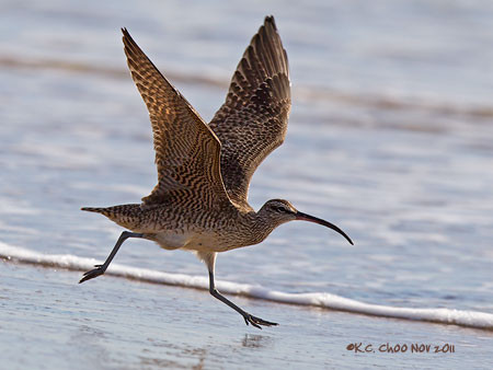 Whimbrel