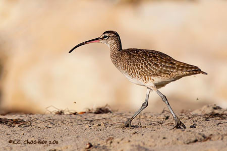 Whimbrel